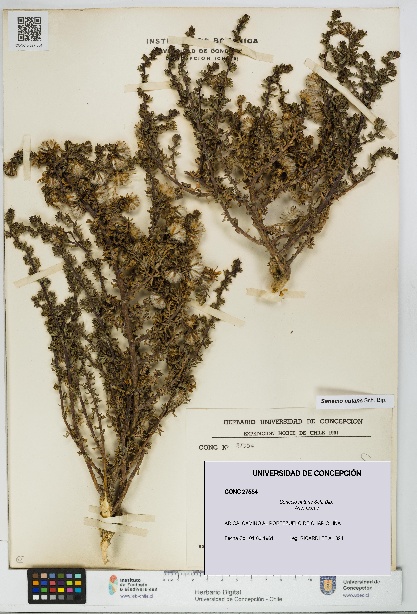 Senecio nutans [Espécimen: UDEC:CONC:0027554]