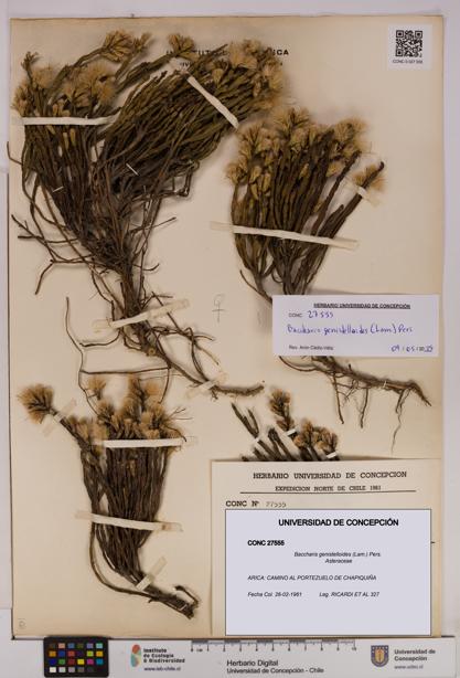Baccharis genistelloides [Espécimen: UDEC:CONC:0027555]