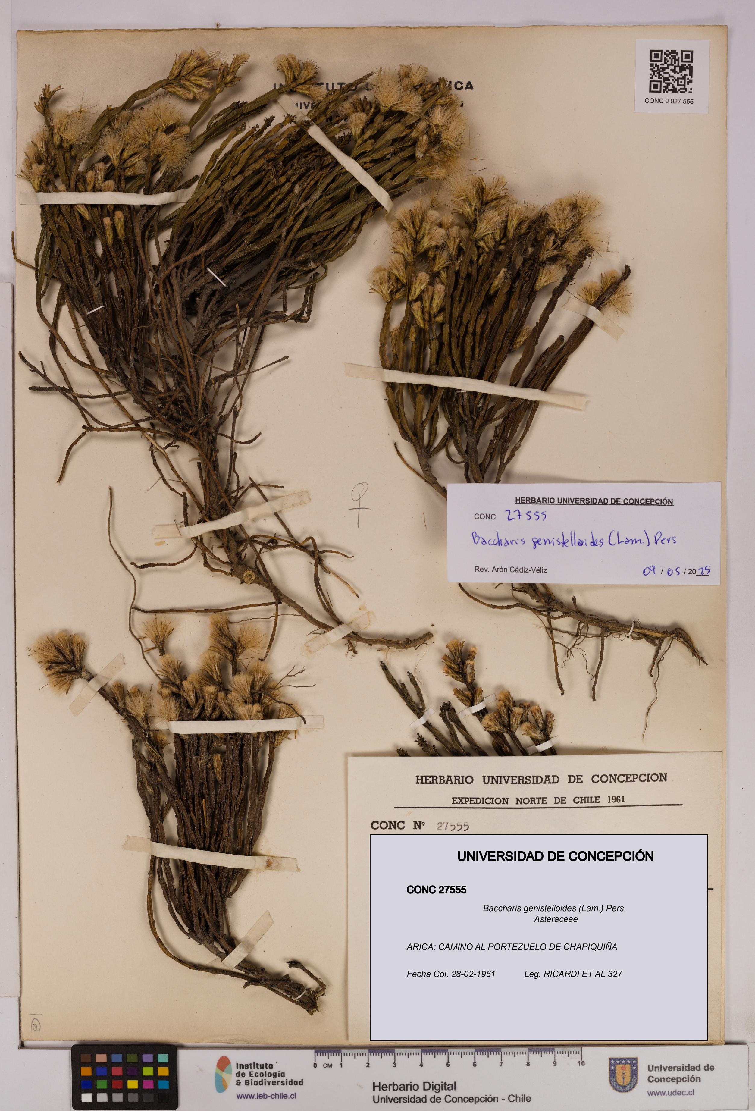 Baccharis genistelloides [Espécimen: UDEC:CONC:0027555]