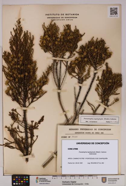 Parastrephia lepidophylla [Espécimen: UDEC:CONC:0027556]