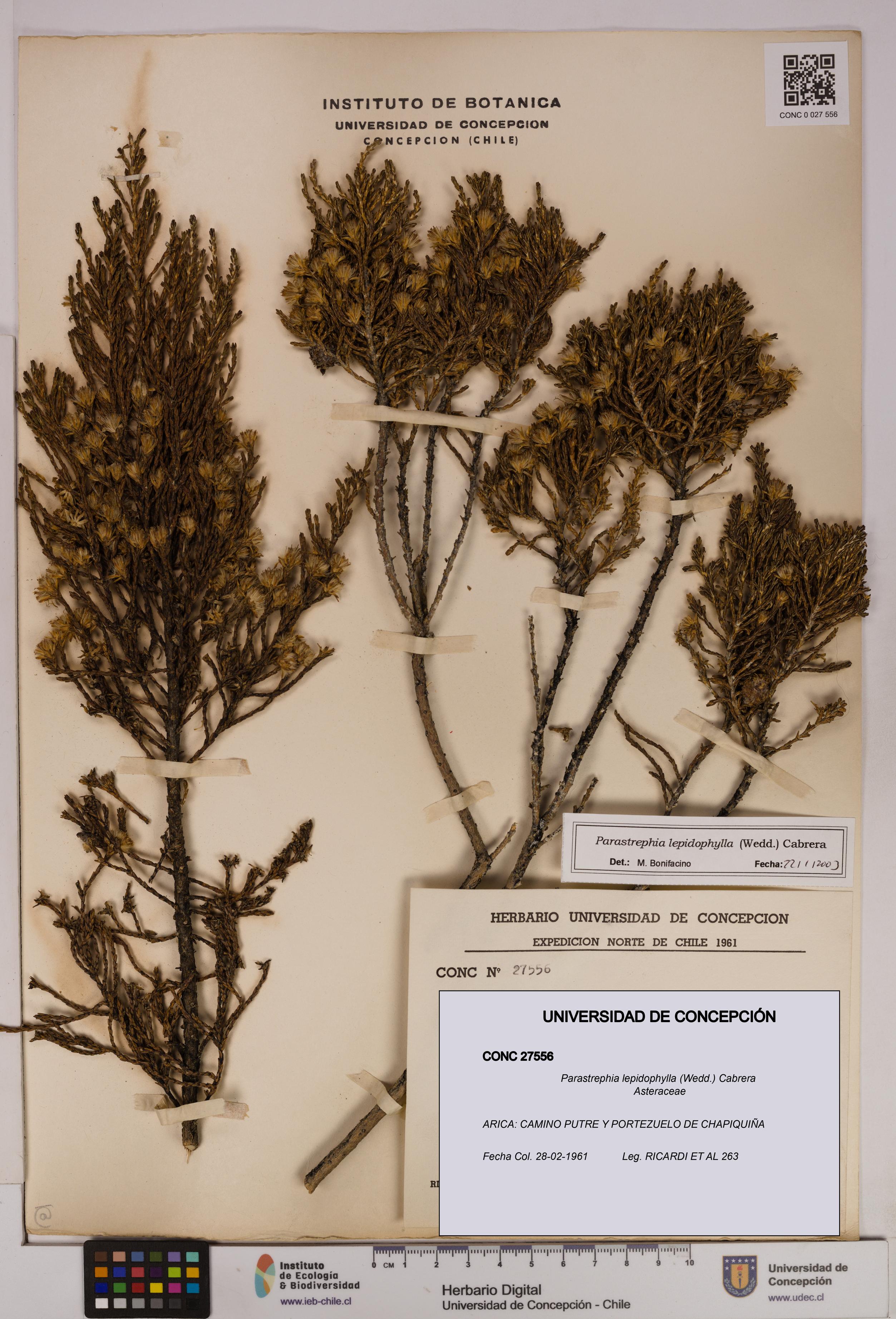 Parastrephia lepidophylla [Espécimen: UDEC:CONC:0027556]