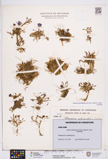 Senecio solivifolius [Espécimen: ]