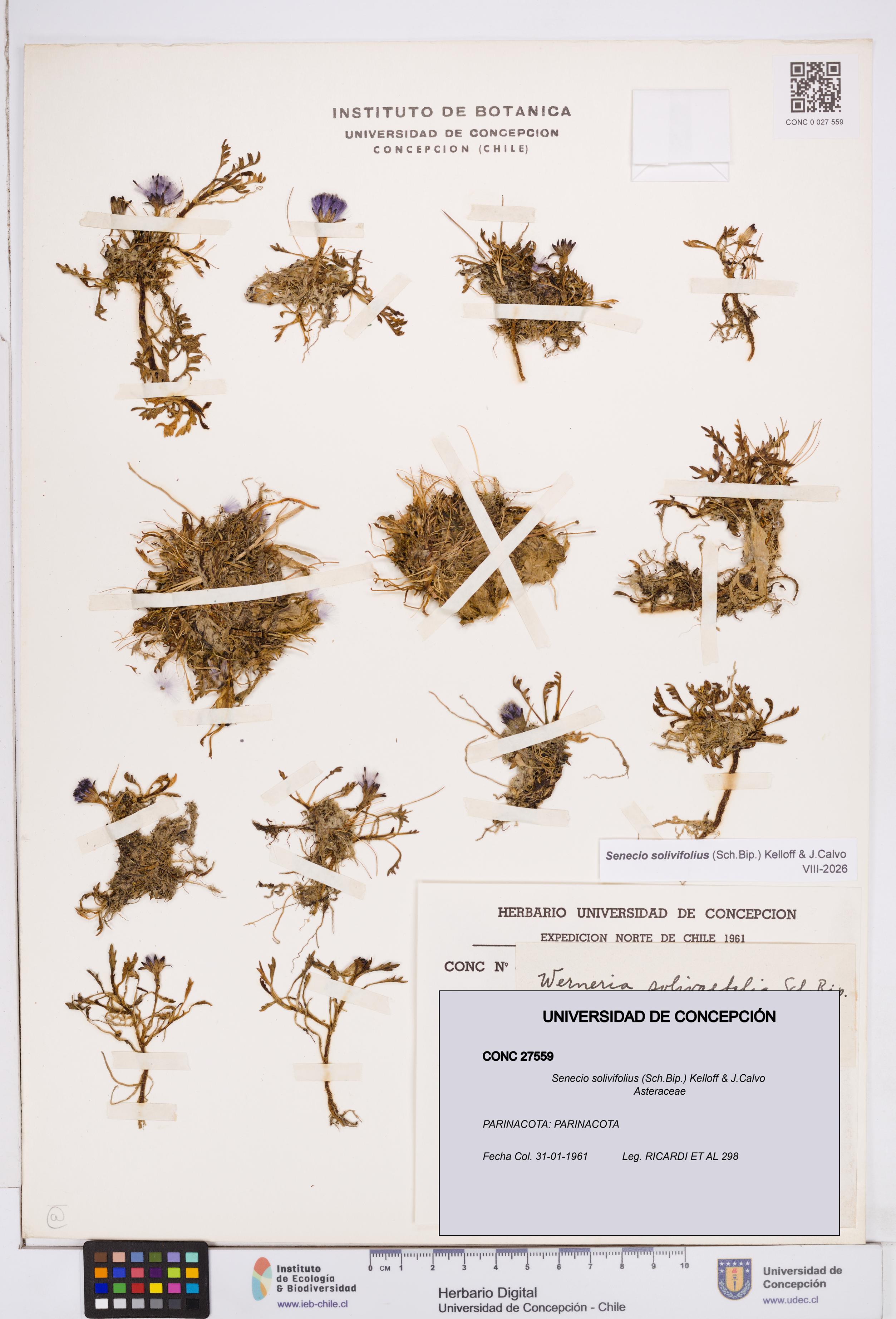 Senecio solivifolius [Espécimen: ]