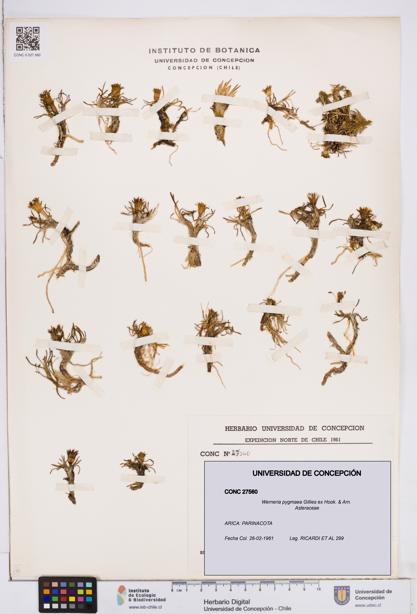 Werneria pygmaea [Espécimen: ]