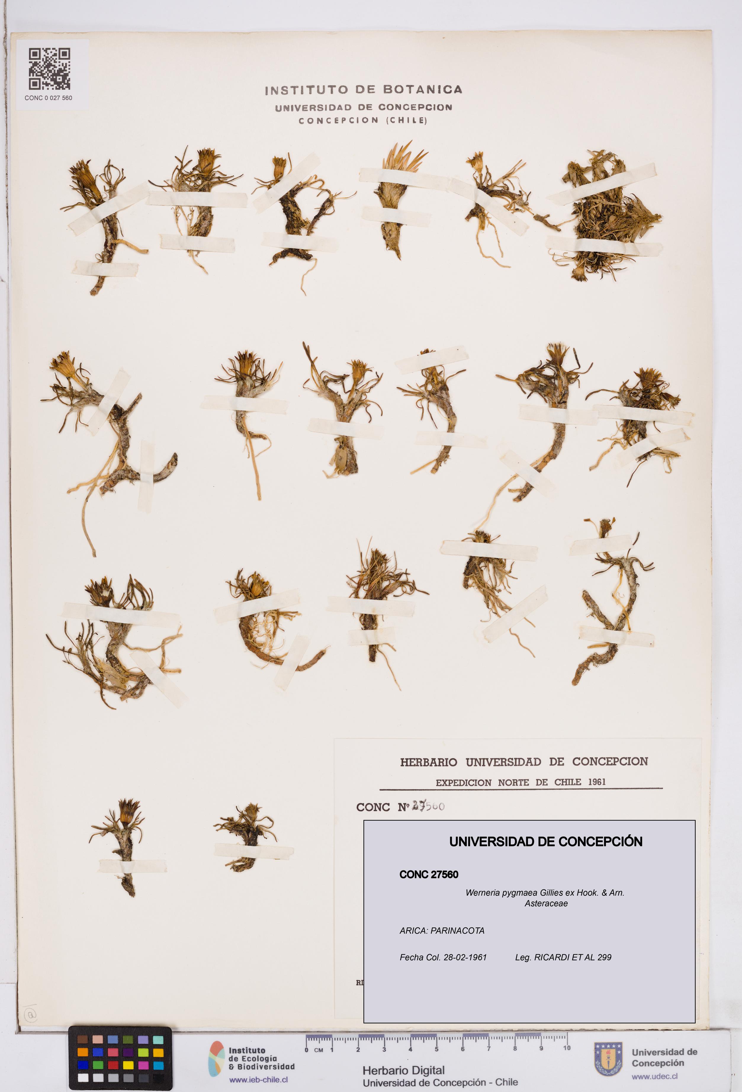 Werneria pygmaea [Espécimen: ]