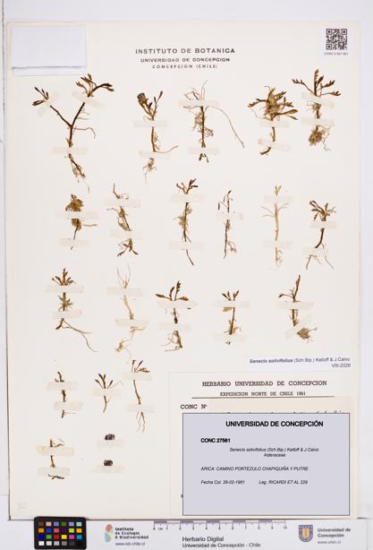 Senecio solivifolius [Espécimen: ]