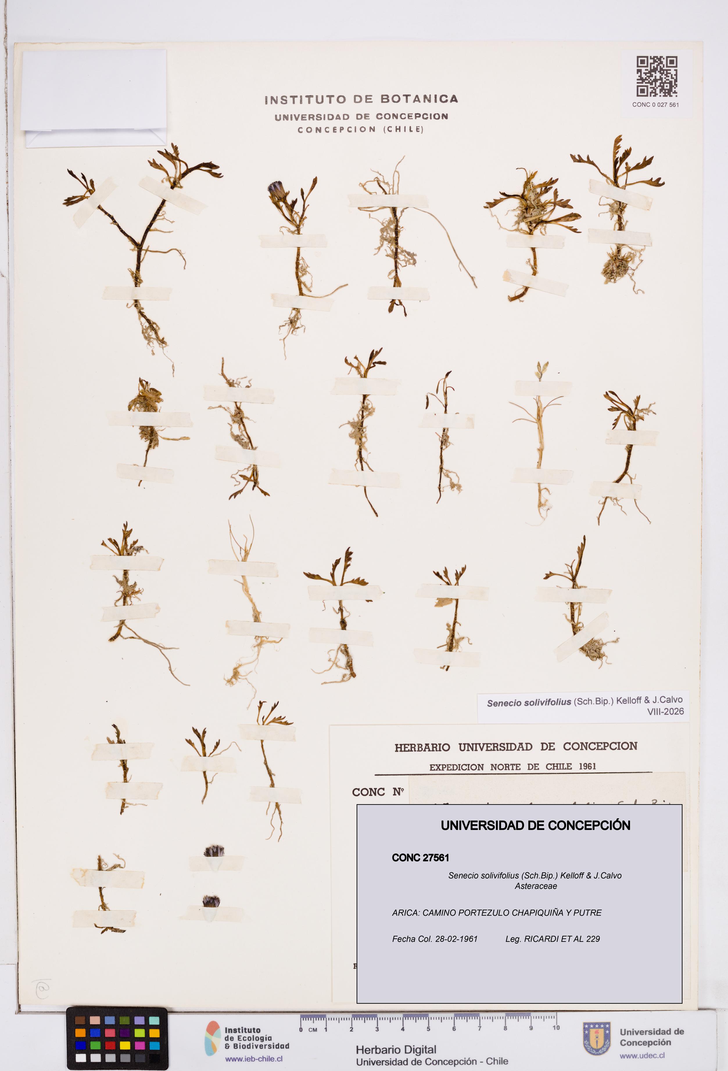 Senecio solivifolius [Espécimen: ]