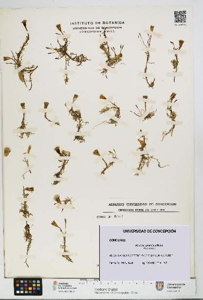 Werneria spathulata [Espécimen: UDEC:CONC:0027562]