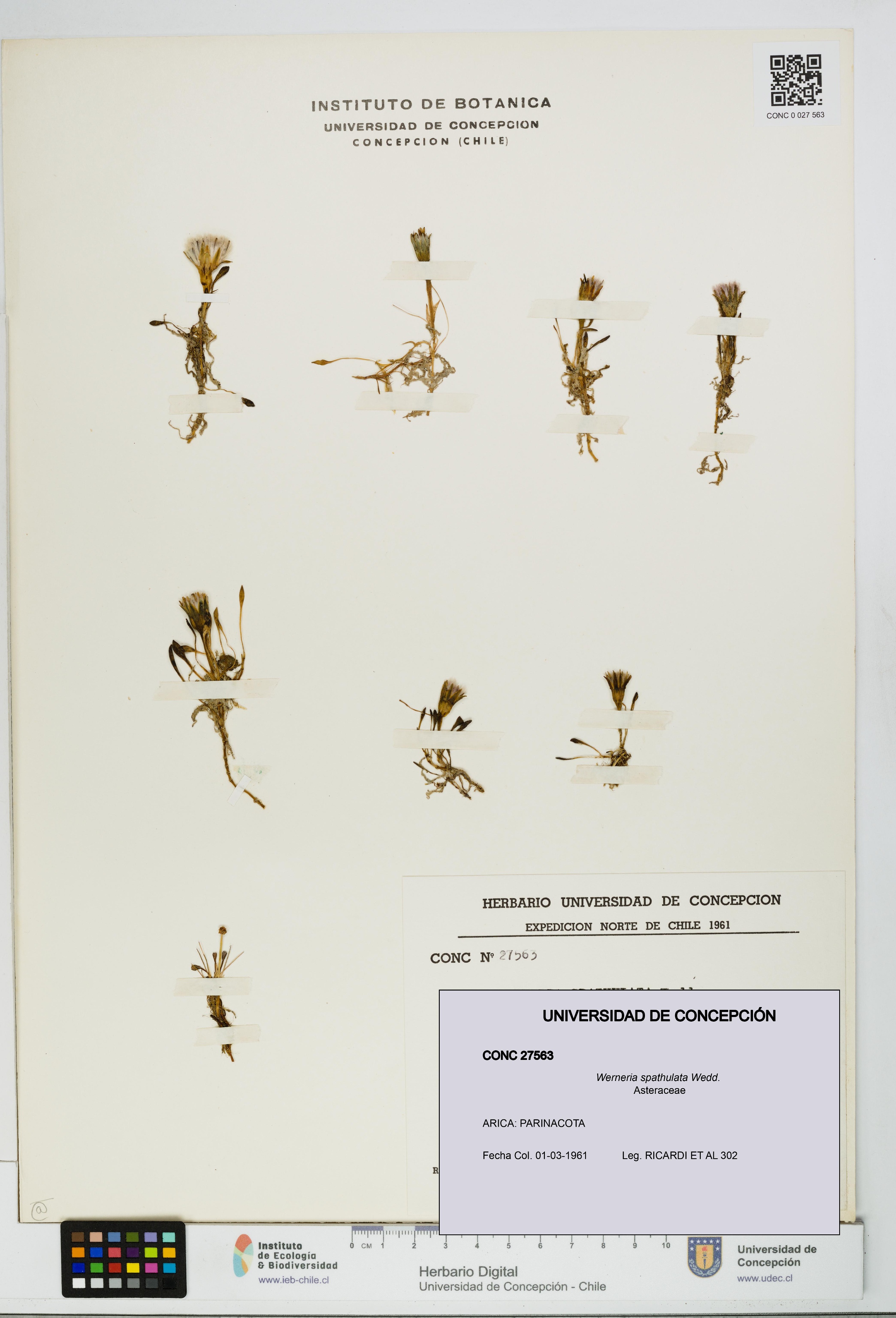 Werneria spathulata [Espécimen: UDEC:CONC:0027563]