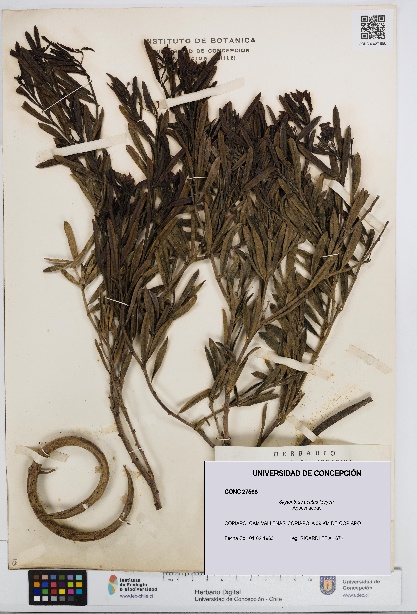 Skytanthus acutus [Espécimen: UDEC:CONC:0027568]