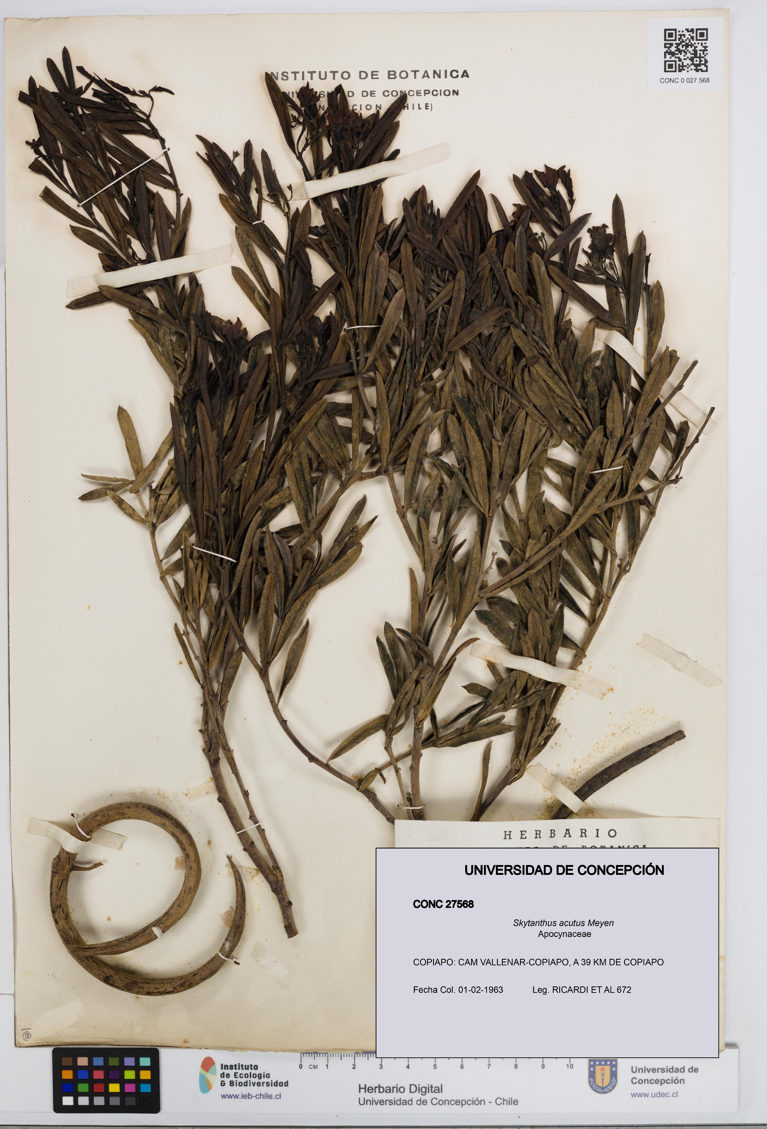 Skytanthus acutus [Espécimen: UDEC:CONC:0027568]