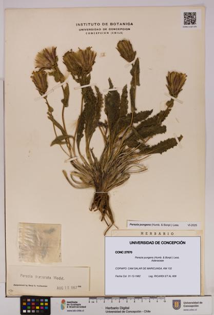 Perezia pungens [Espécimen: UDEC:CONC:0027570]