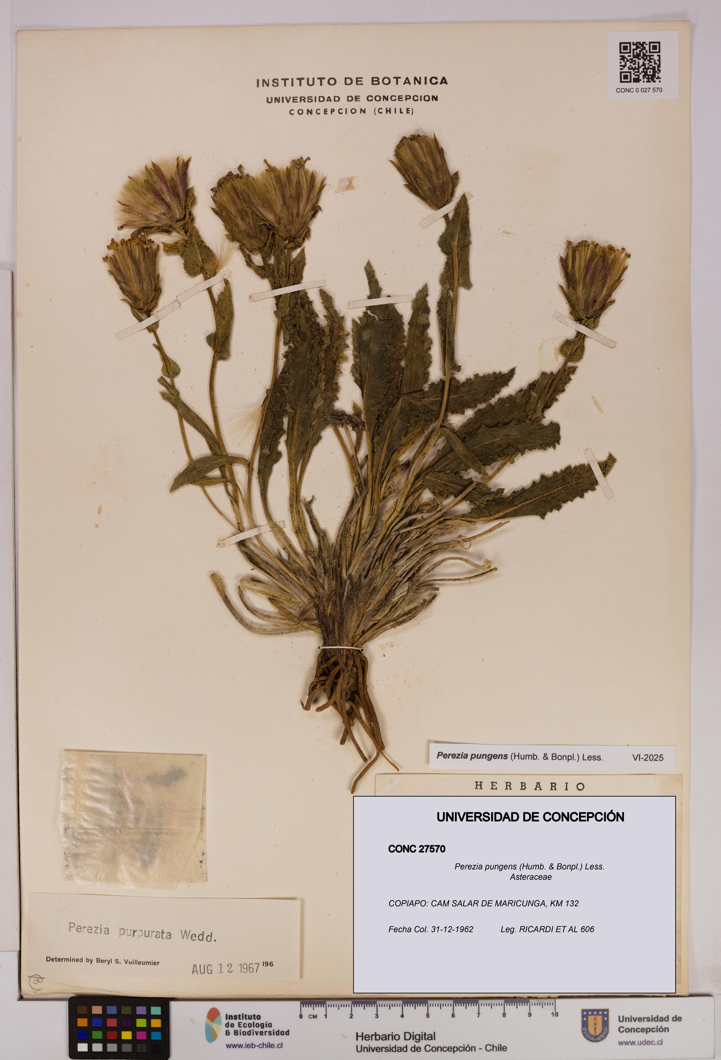 Perezia pungens [Espécimen: UDEC:CONC:0027570]