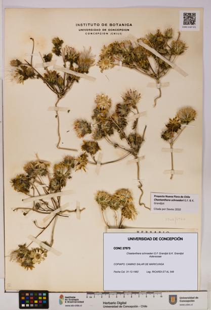 Chaetanthera schroederi [Espécimen: UDEC:CONC:0027573]