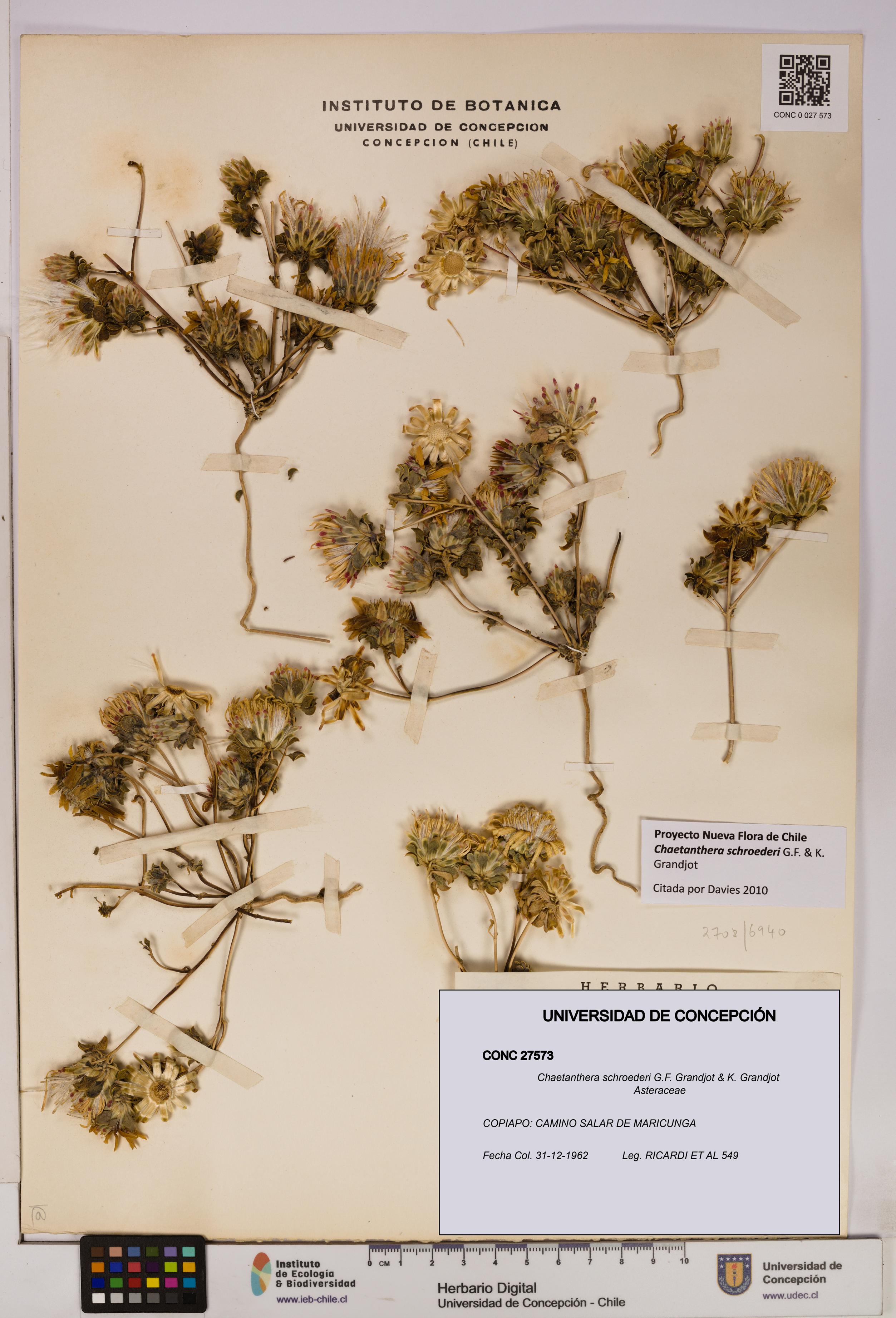 Chaetanthera schroederi [Espécimen: UDEC:CONC:0027573]