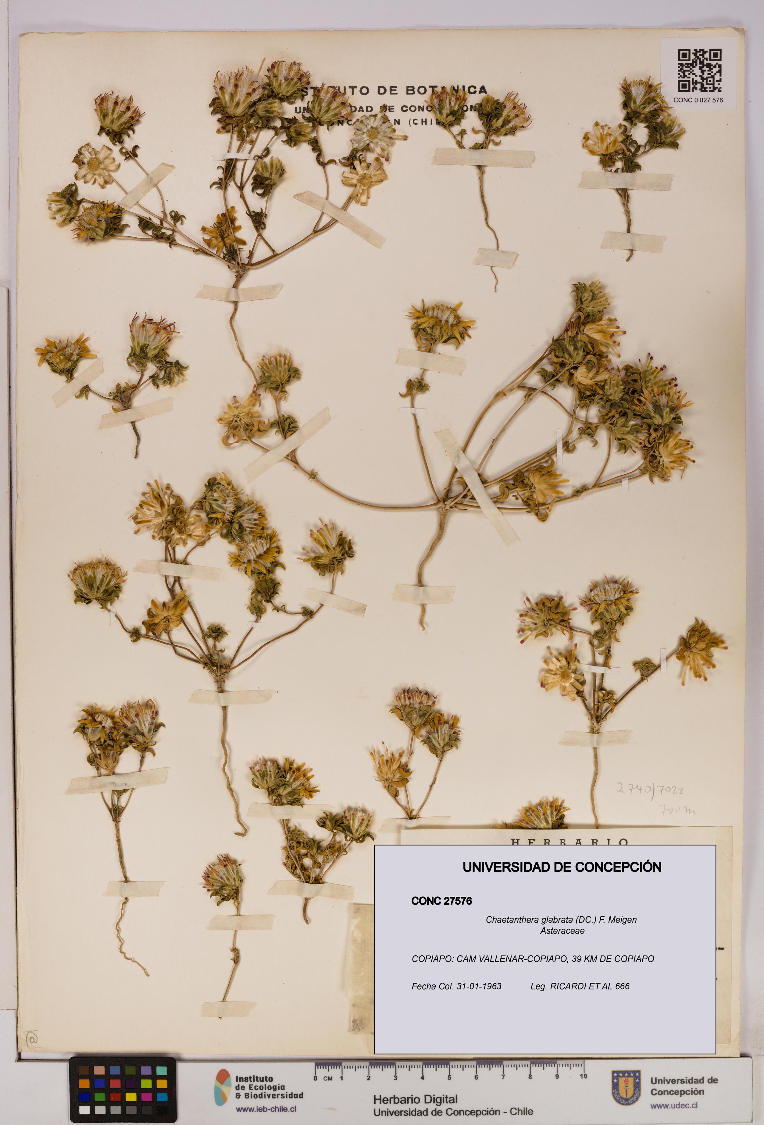 Chaetanthera glabrata [Espécimen: UDEC:CONC:0027576]