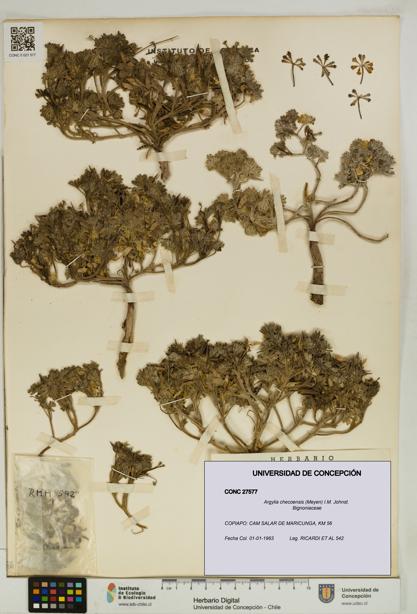 Argylia checoensis [Espécimen: UDEC:CONC:0027577]