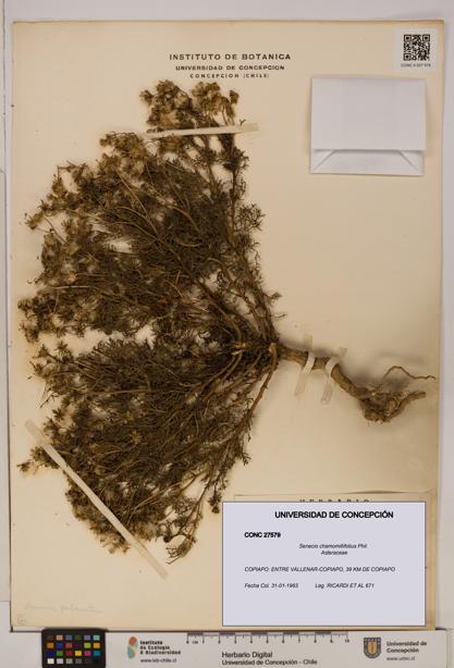 Senecio chamomillifolius [Espécimen: UDEC:CONC:0027579]