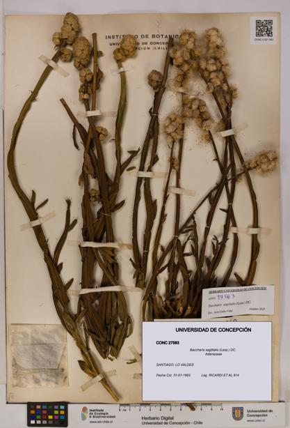 Baccharis sagittalis [Espécimen: UDEC:CONC:0027583]