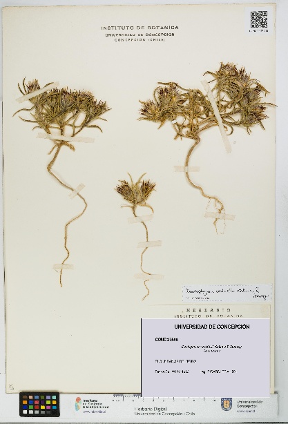 Doniophyton weddellii [Espécimen: UDEC:CONC:0027588]