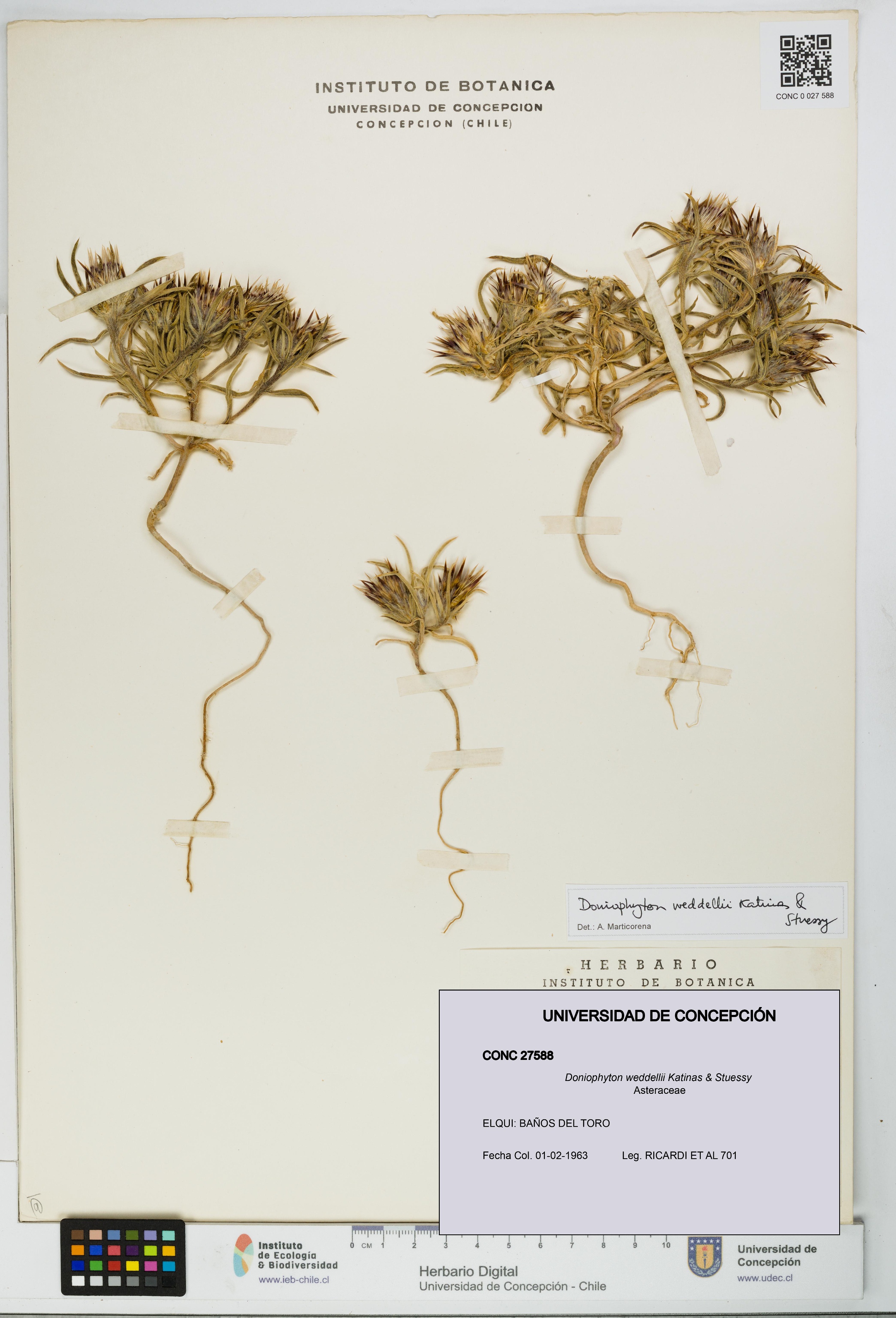 Doniophyton weddellii [Espécimen: UDEC:CONC:0027588]