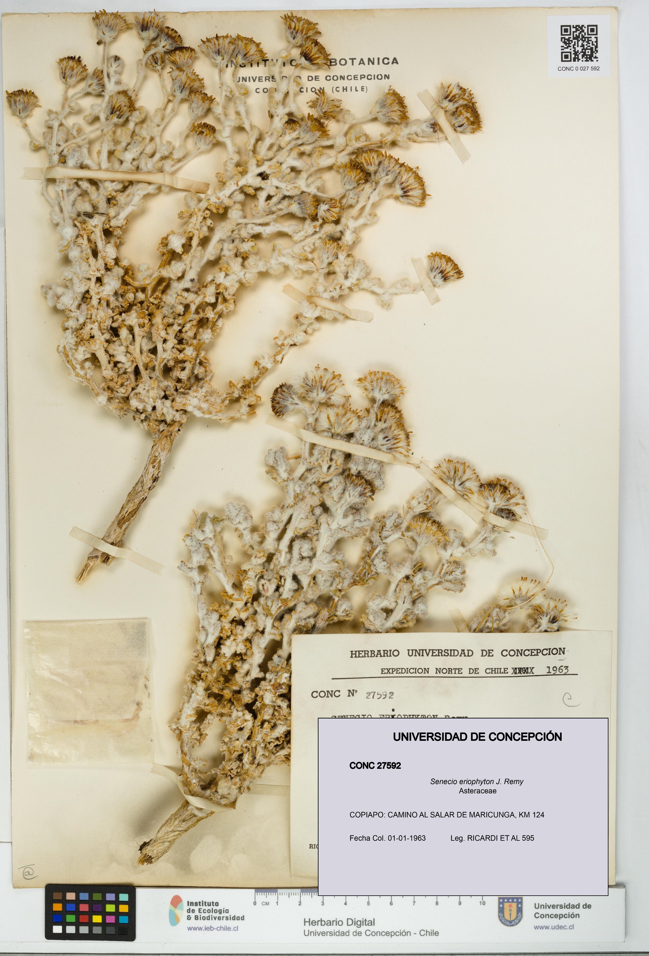 Senecio eriophyton [Espécimen: UDEC:CONC:0027592]