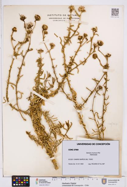 Senecio murinus [Espécimen: ]