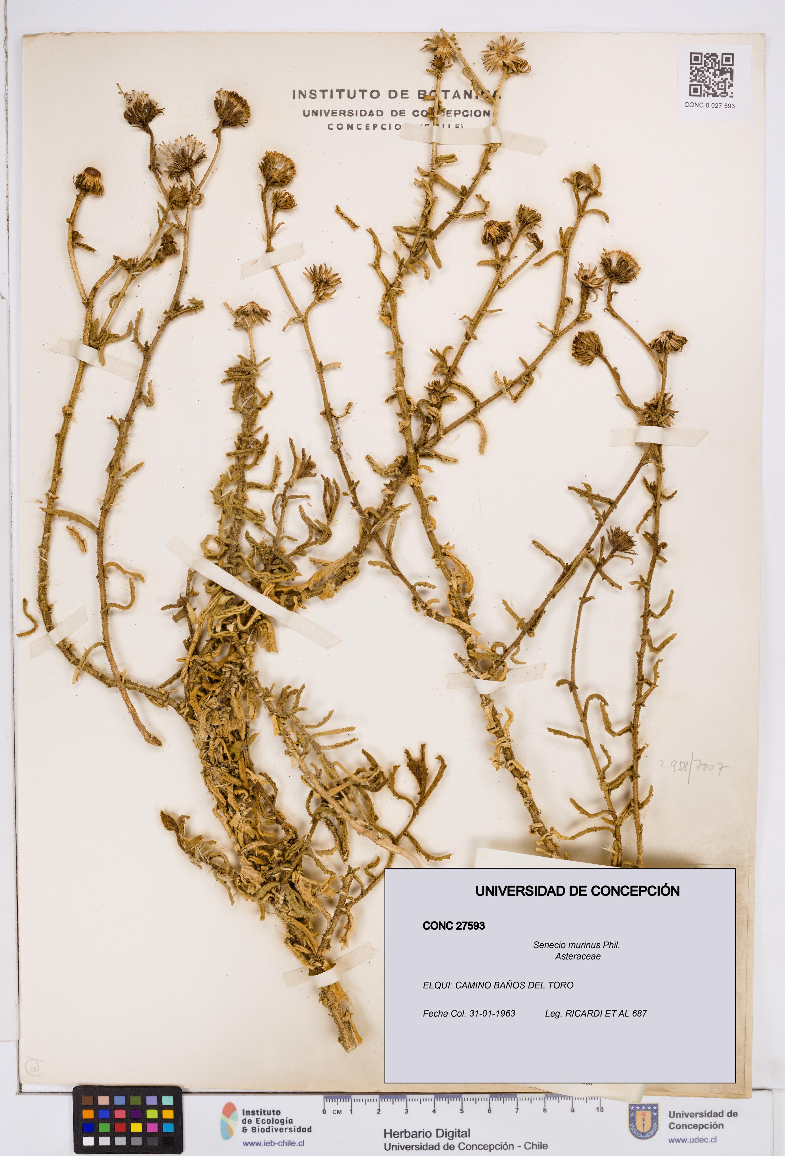Senecio murinus [Espécimen: ]