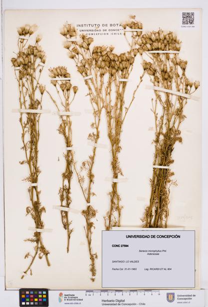 Senecio microphyllus [Espécimen: ]