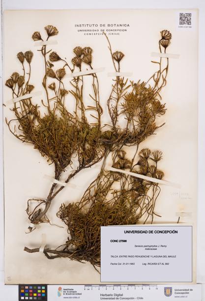 Senecio pachyphyllos [Espécimen: ]
