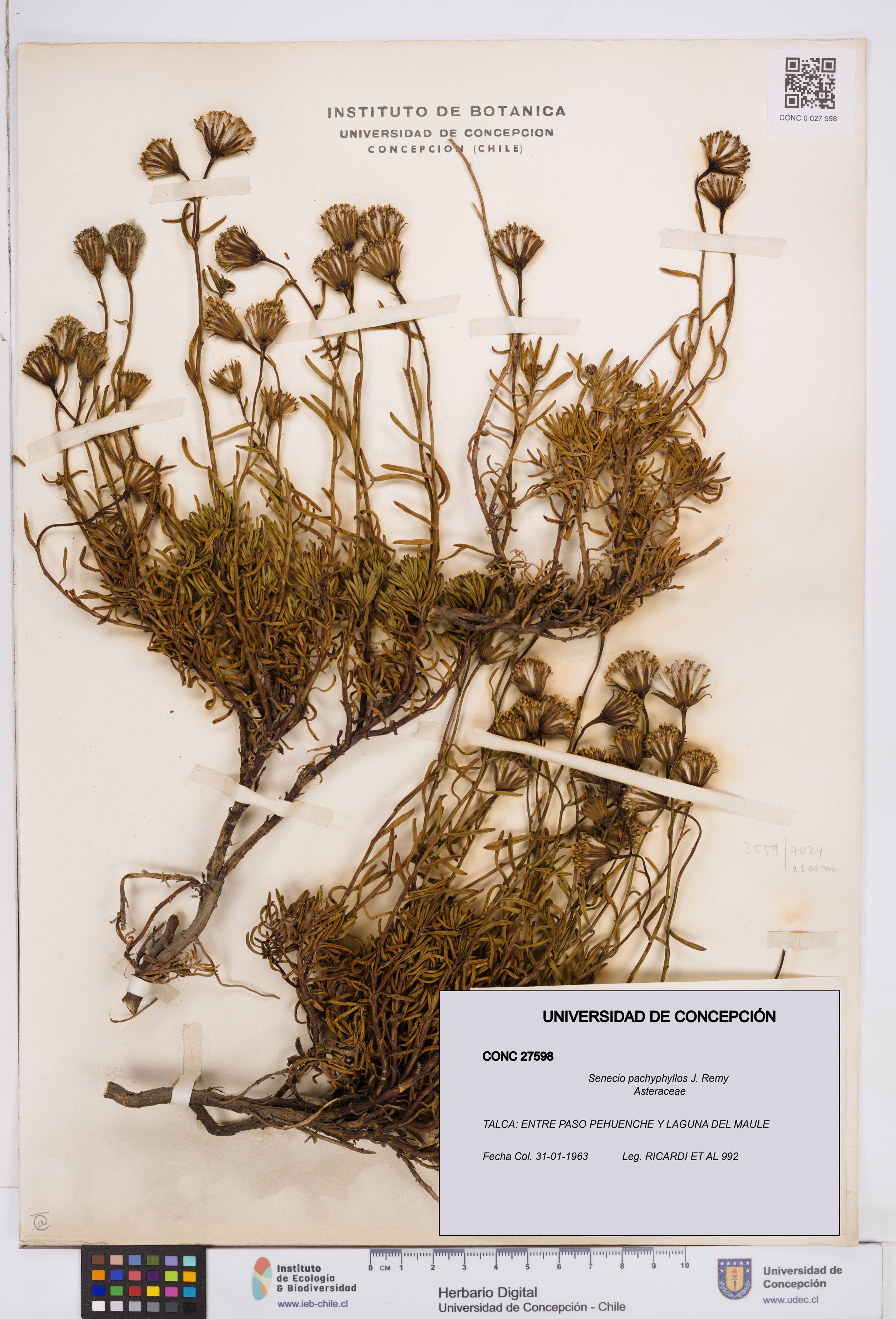 Senecio pachyphyllos [Espécimen: ]