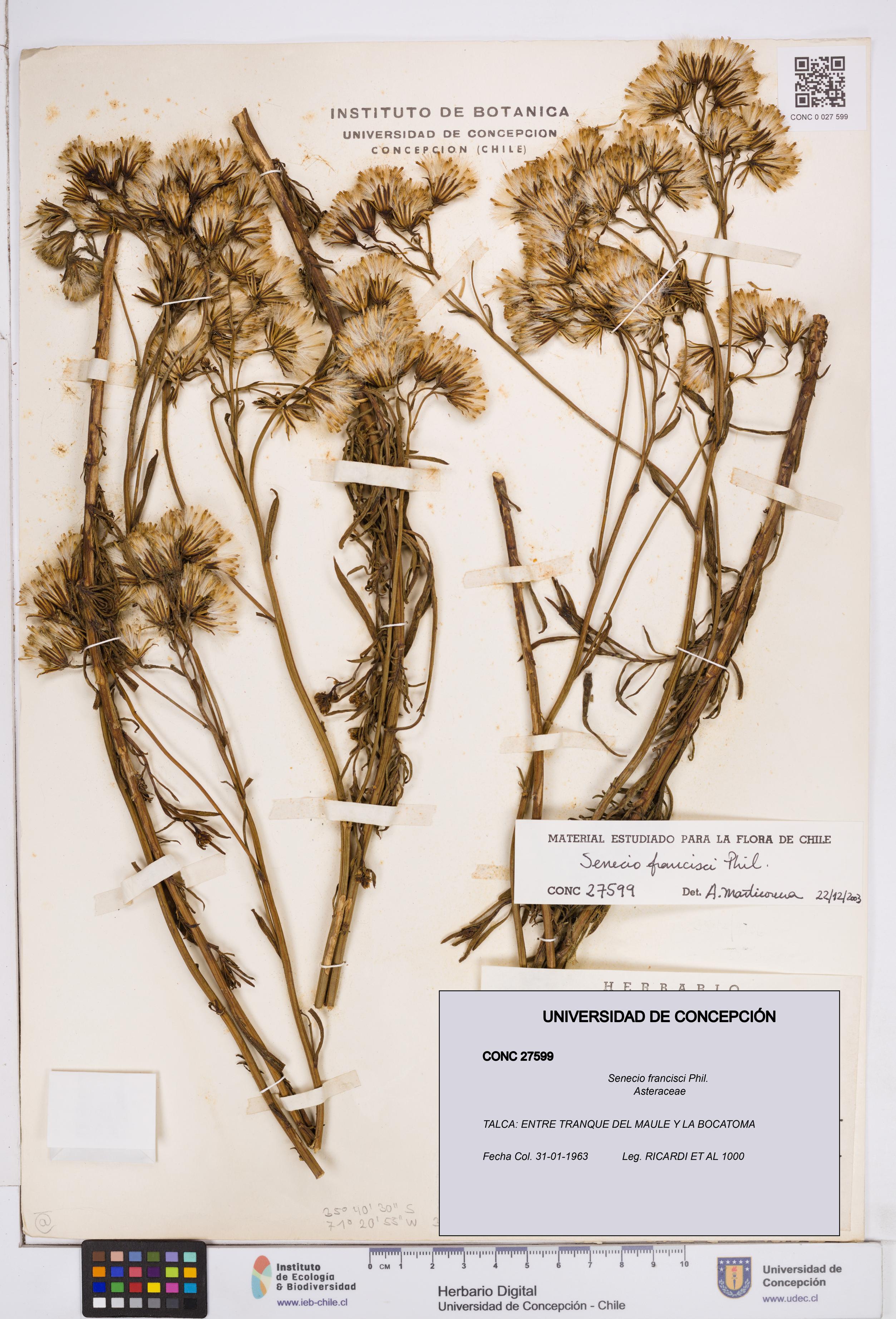 Senecio francisci [Espécimen: ]