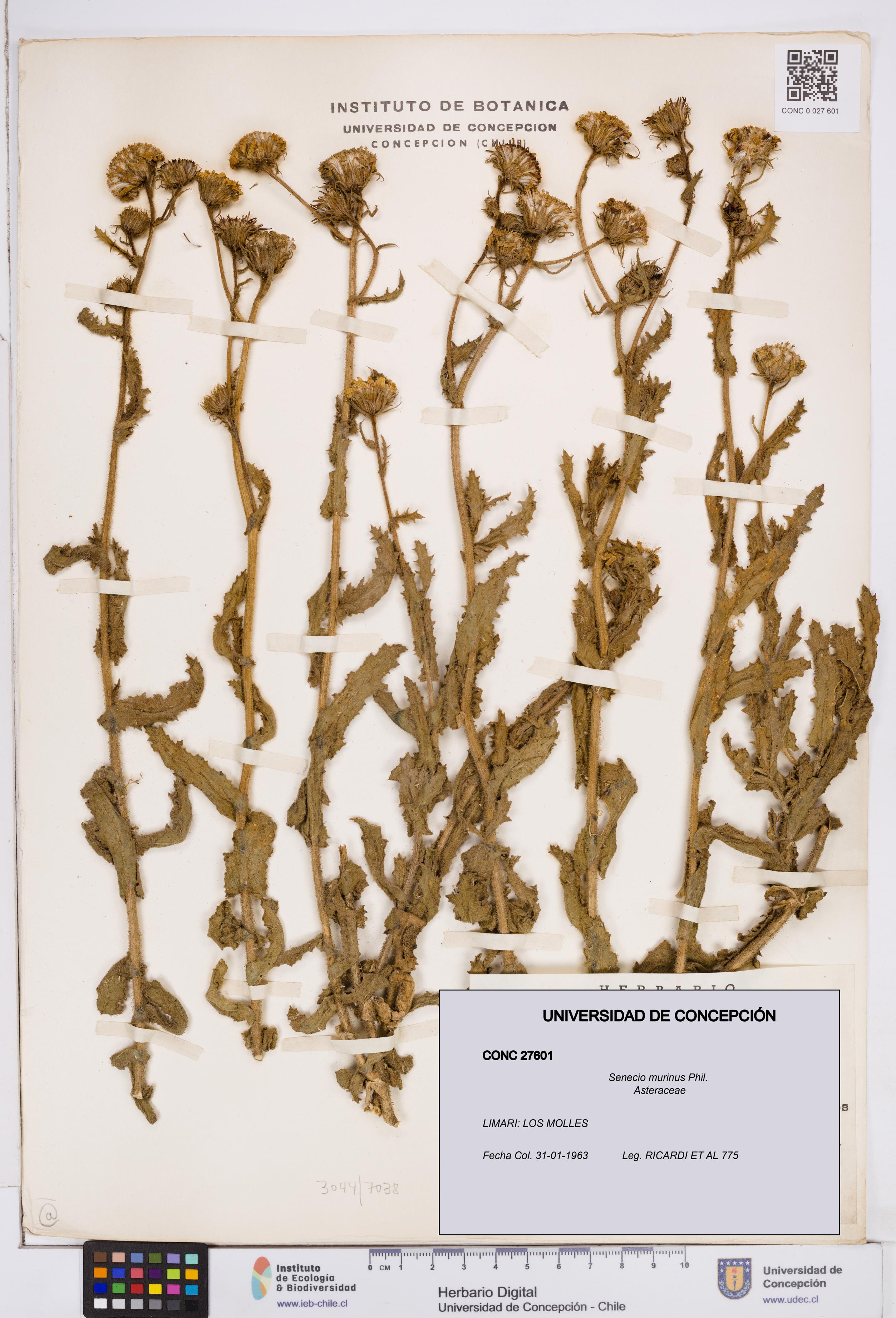 Senecio murinus [Espécimen: ]