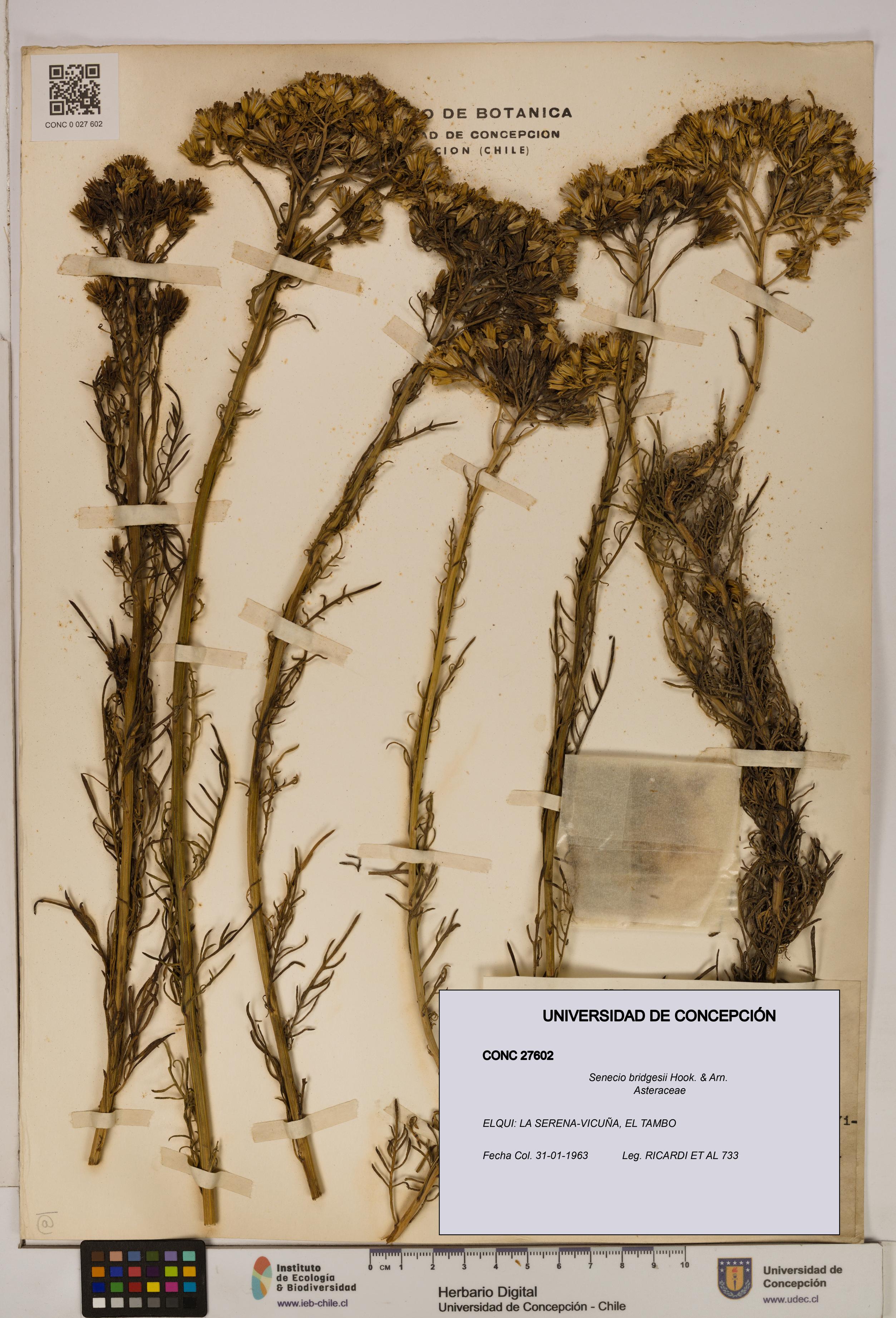 Senecio bridgesii [Espécimen: UDEC:CONC:0027602]