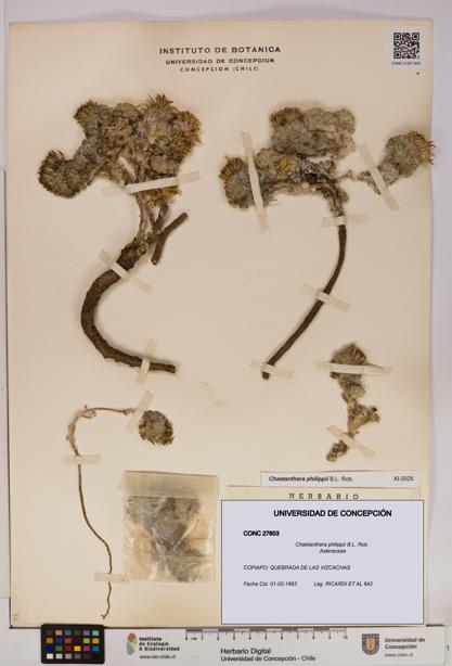 Chaetanthera philippii [Espécimen: UDEC:CONC:0027603]