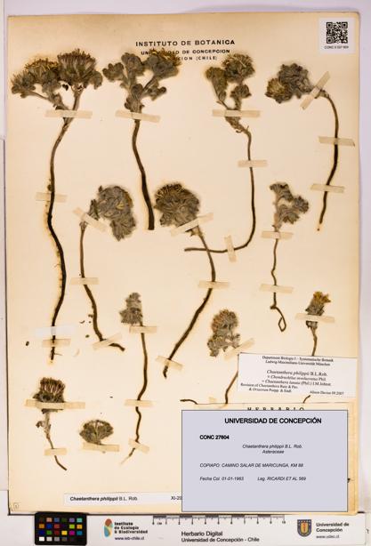 Chaetanthera philippii [Espécimen: UDEC:CONC:0027604]