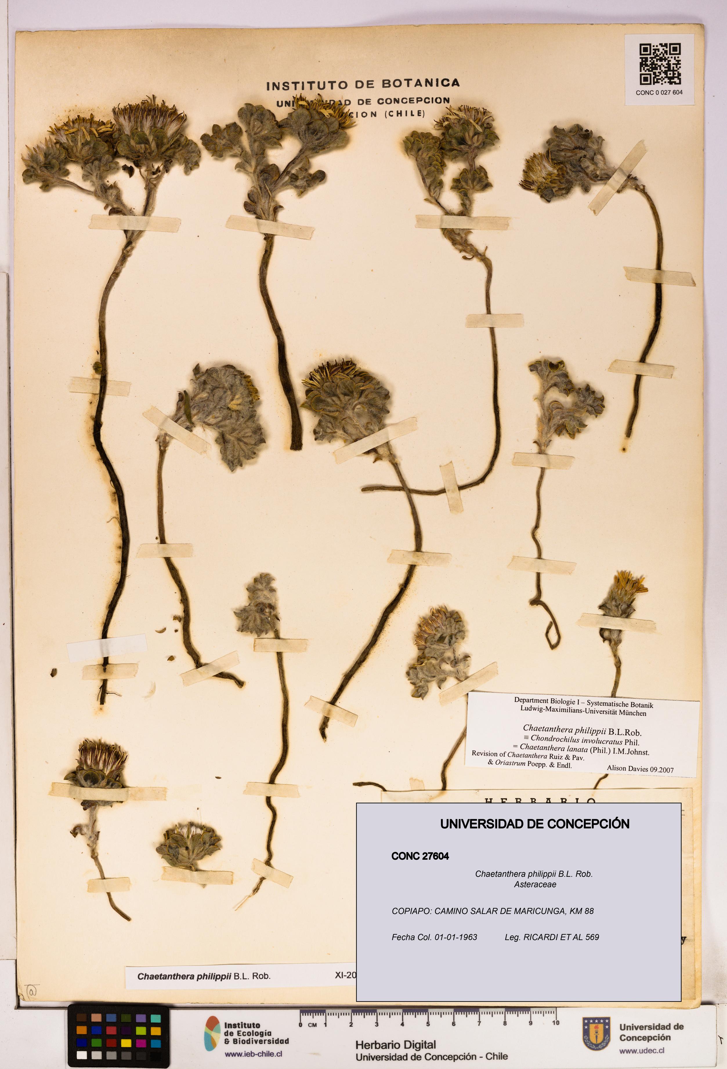 Chaetanthera philippii [Espécimen: UDEC:CONC:0027604]
