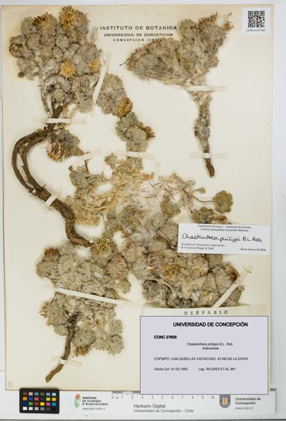 Chaetanthera philippii [Espécimen: UDEC:CONC:0027605]