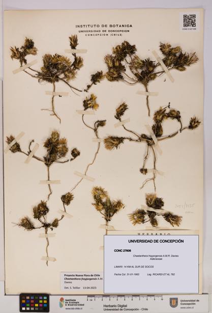 Chaetanthera frayjorgensis [Espécimen: UDEC:CONC:0027606]