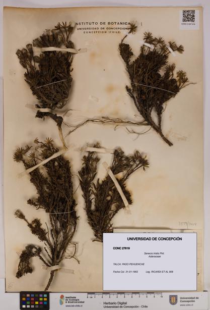 Senecio tristis [Espécimen: UDEC:CONC:0027619]