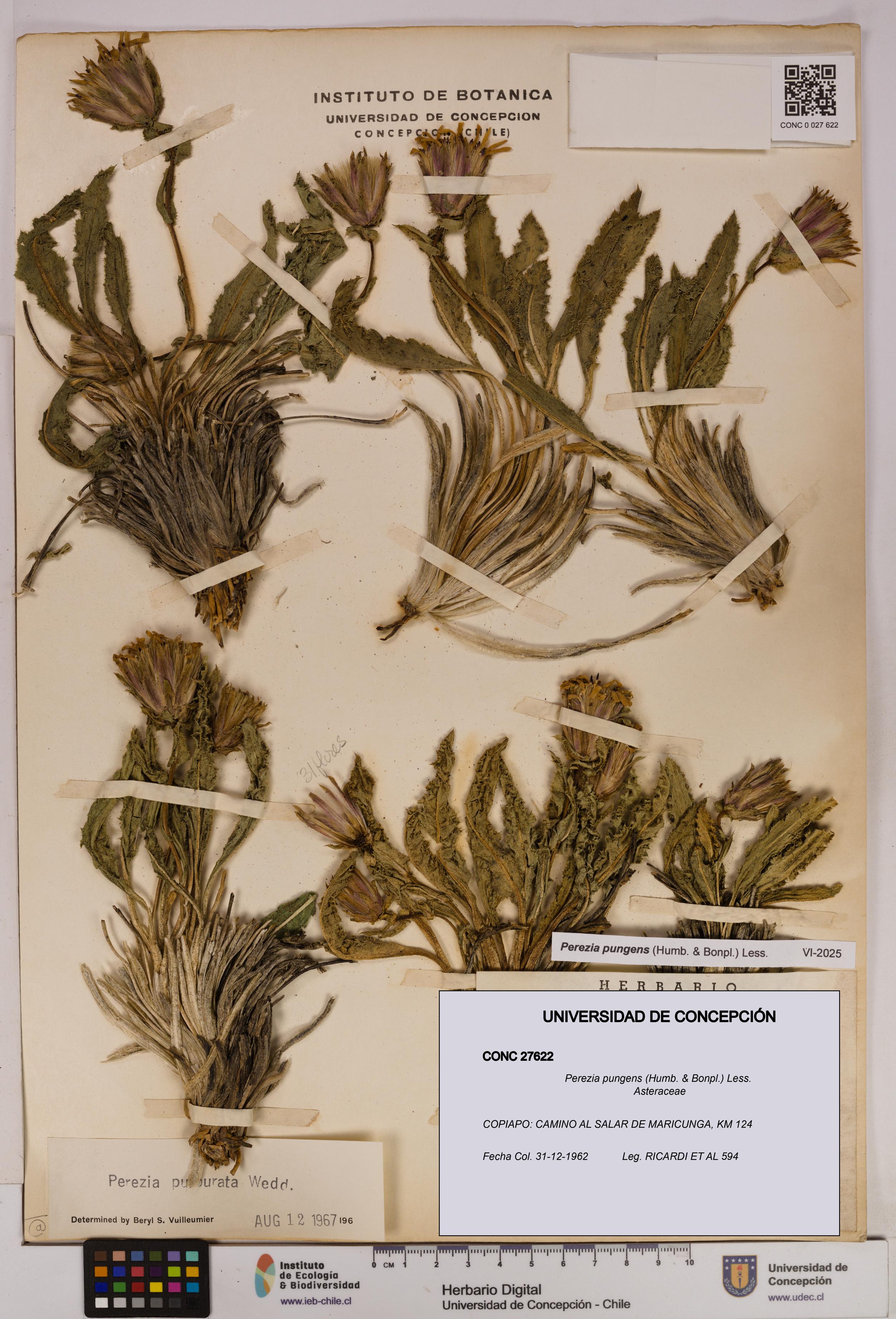 Perezia pungens [Espécimen: UDEC:CONC:0027622]