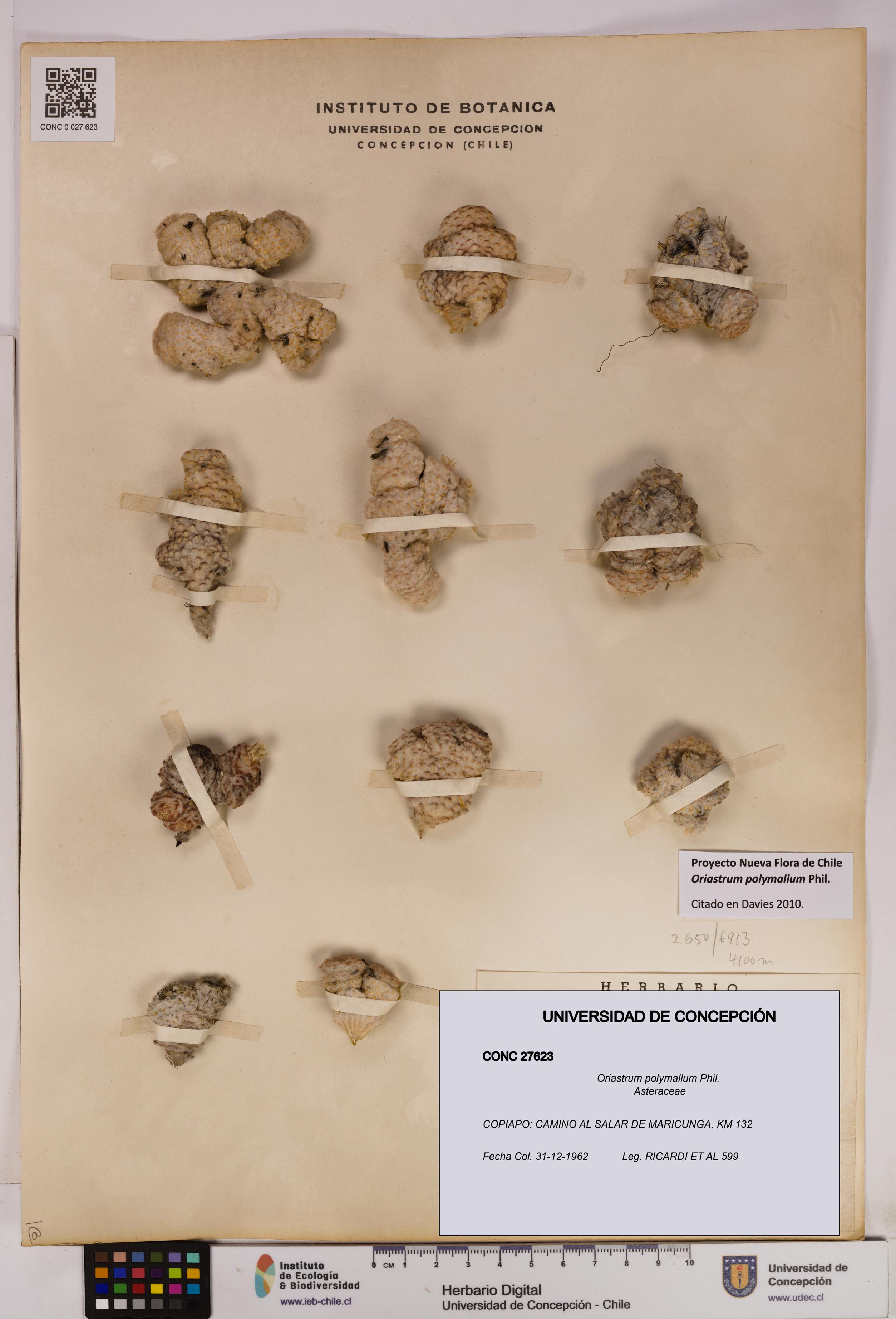 Oriastrum polymallum [Espécimen: UDEC:CONC:0027623]