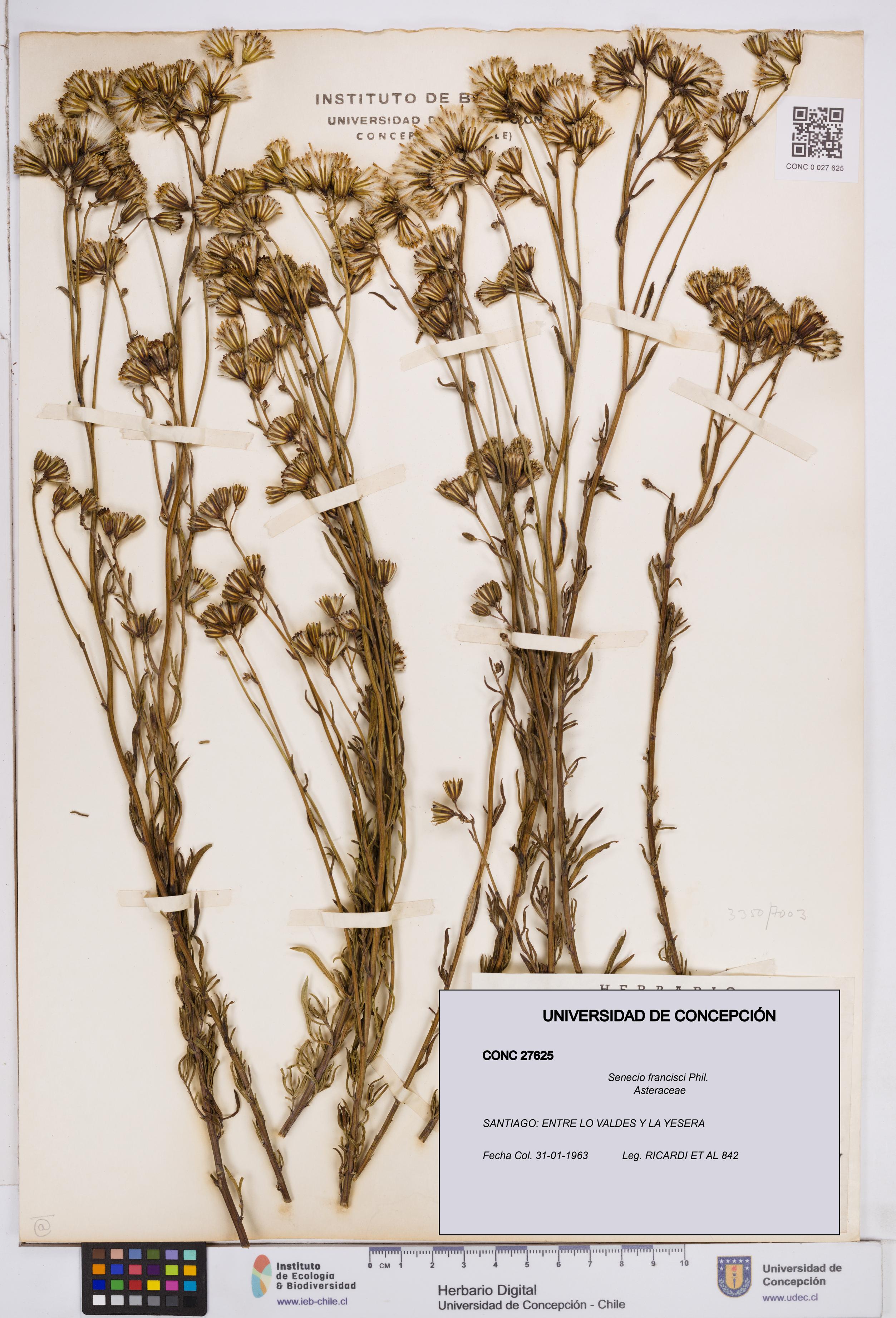Senecio francisci [Espécimen: ]