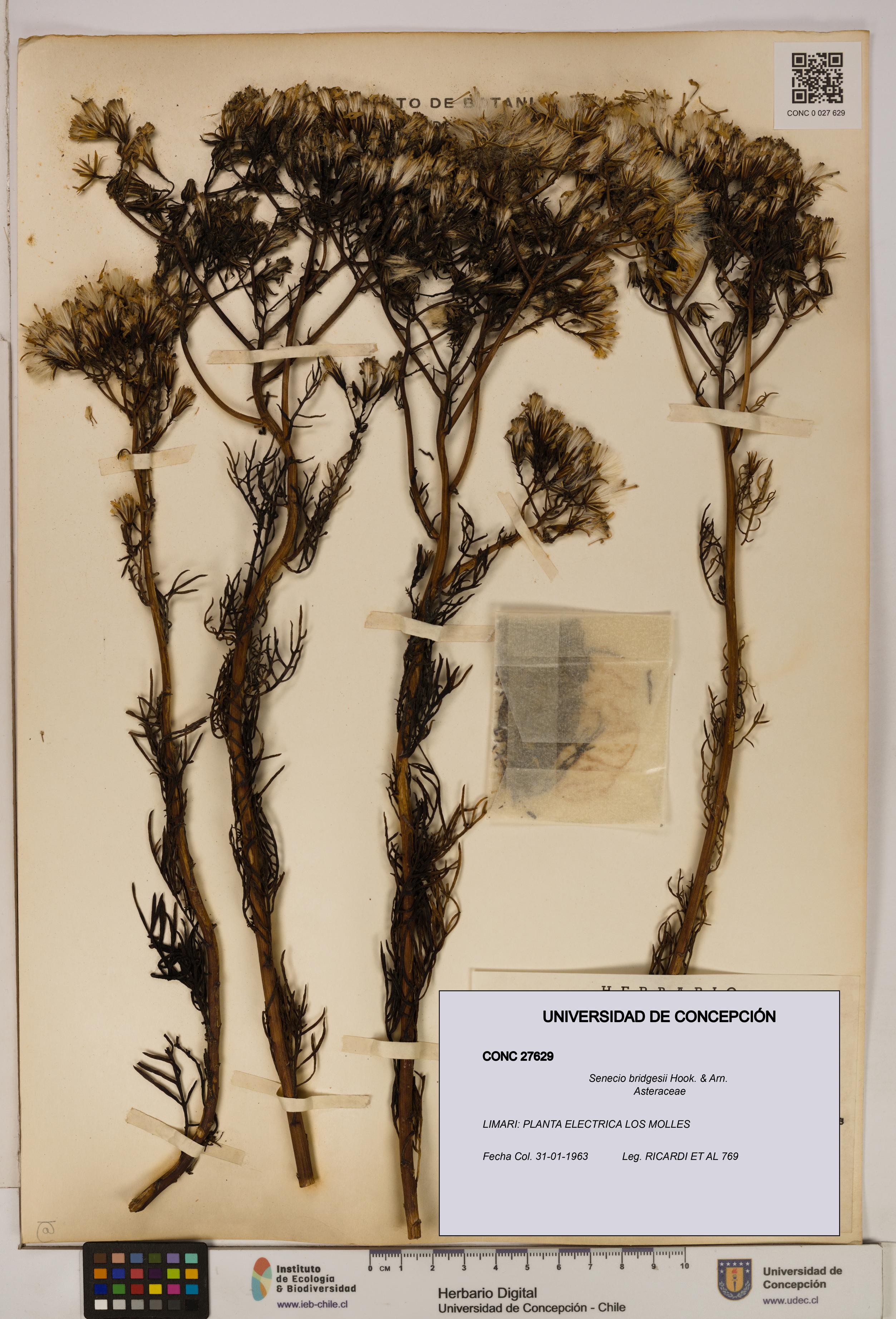 Senecio bridgesii [Espécimen: UDEC:CONC:0027629]