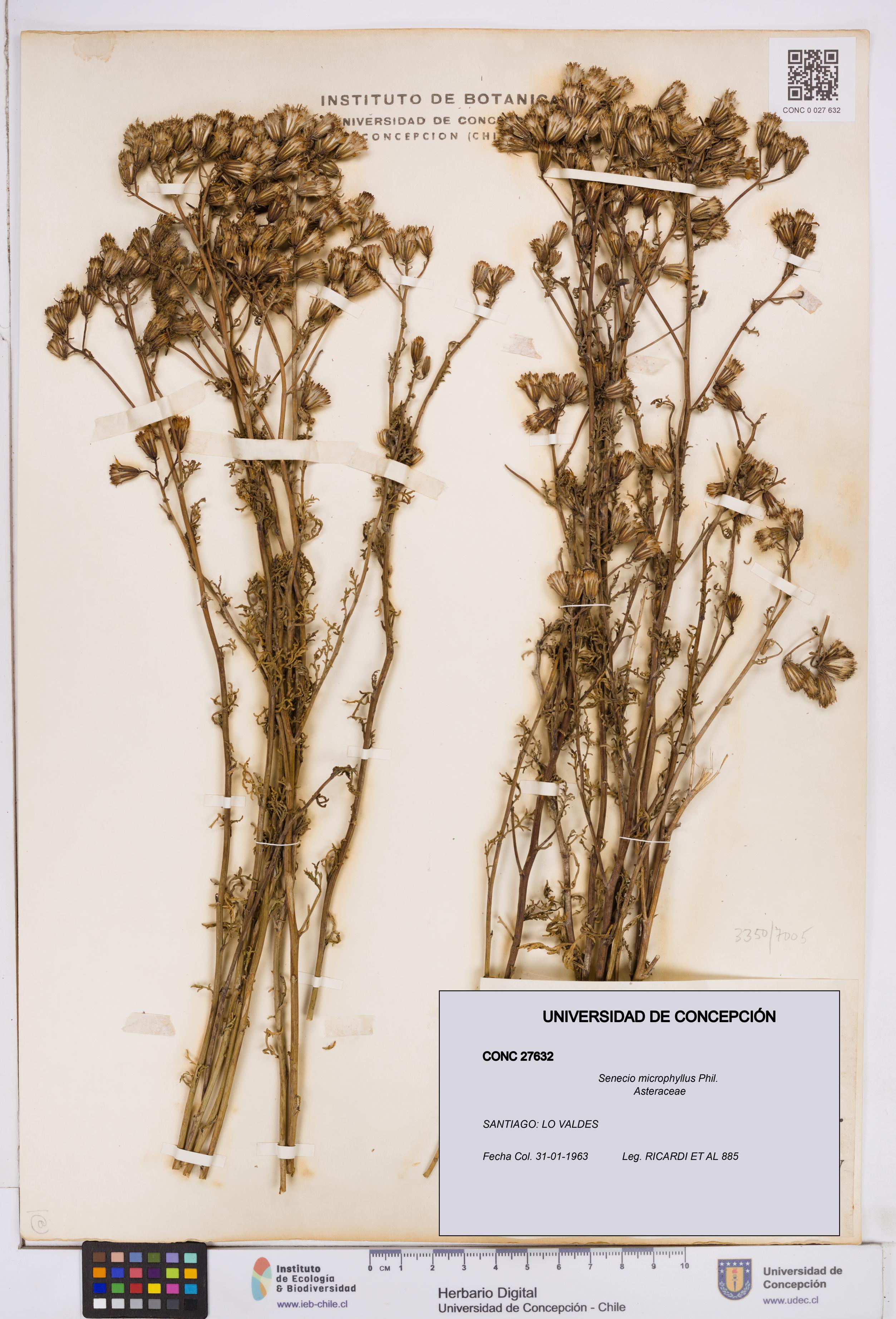 Senecio microphyllus [Espécimen: ]