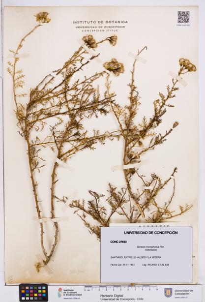 Senecio microphyllus [Espécimen: ]