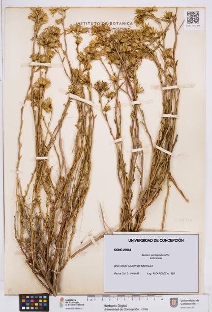 Senecio pentaphyllus [Espécimen: ]