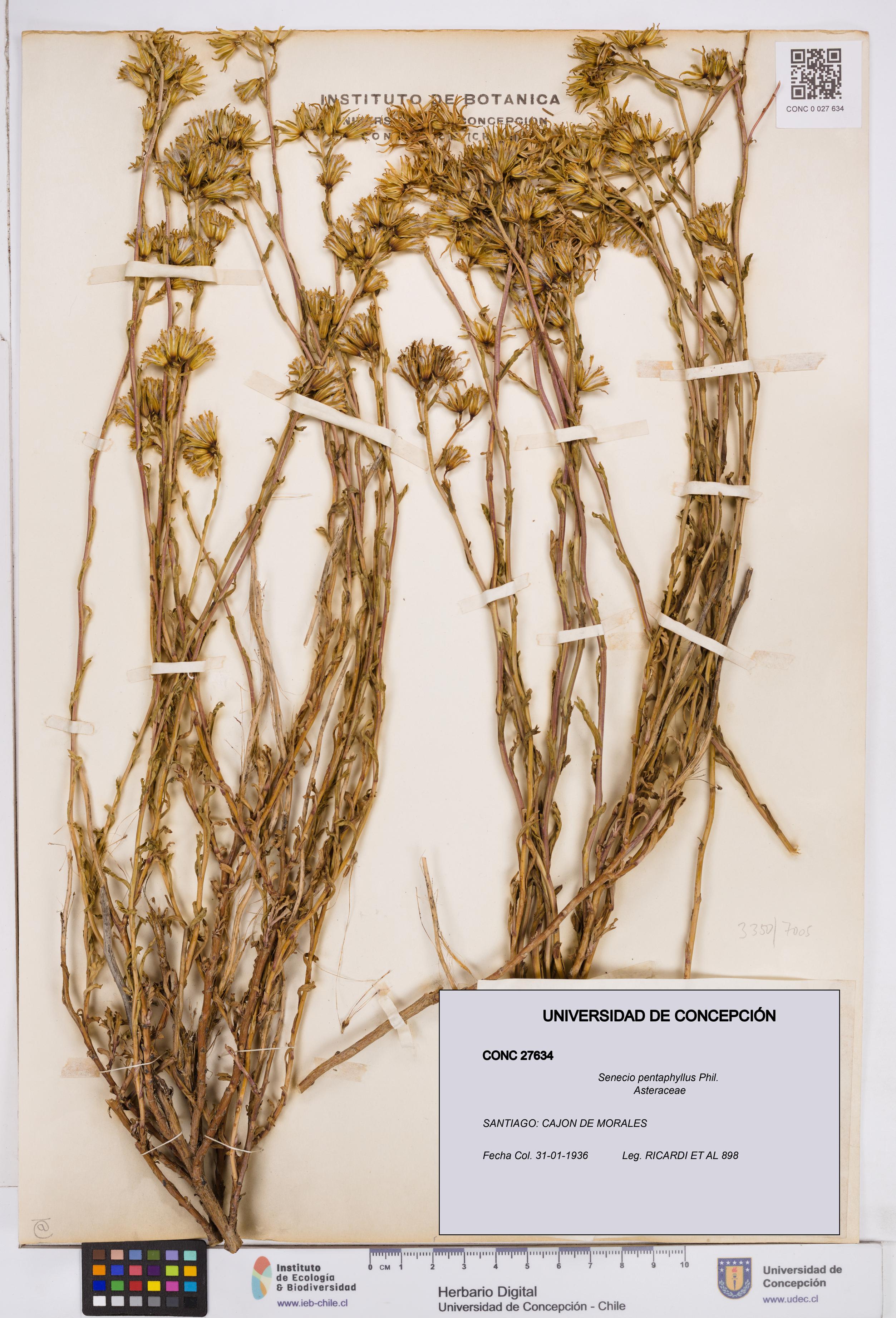 Senecio pentaphyllus [Espécimen: ]