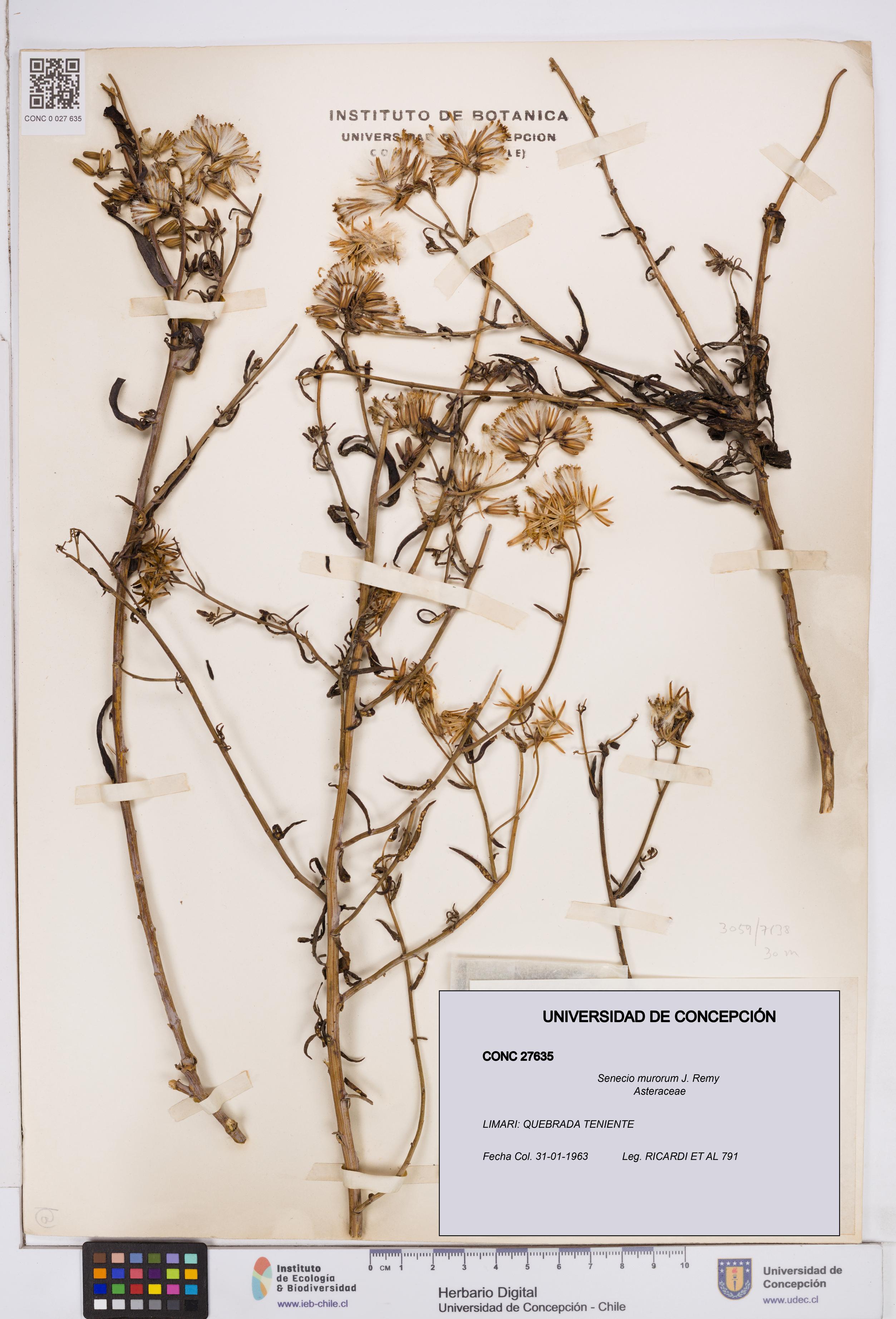 Senecio murorum [Espécimen: ]