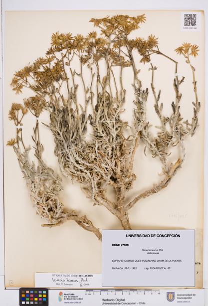 Senecio leucus [Espécimen: ]